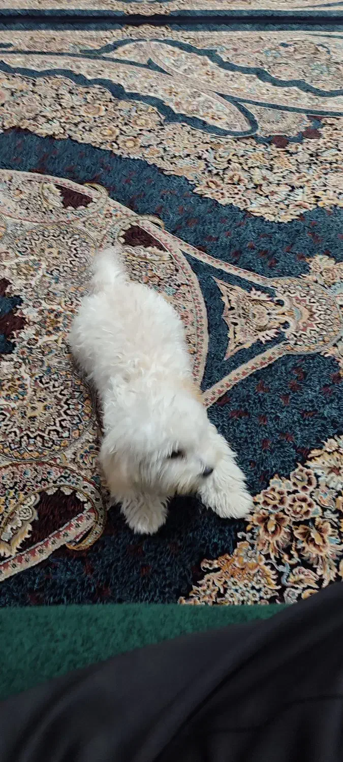 سگ شیتزو|سگ|اندیمشک, |دیوار