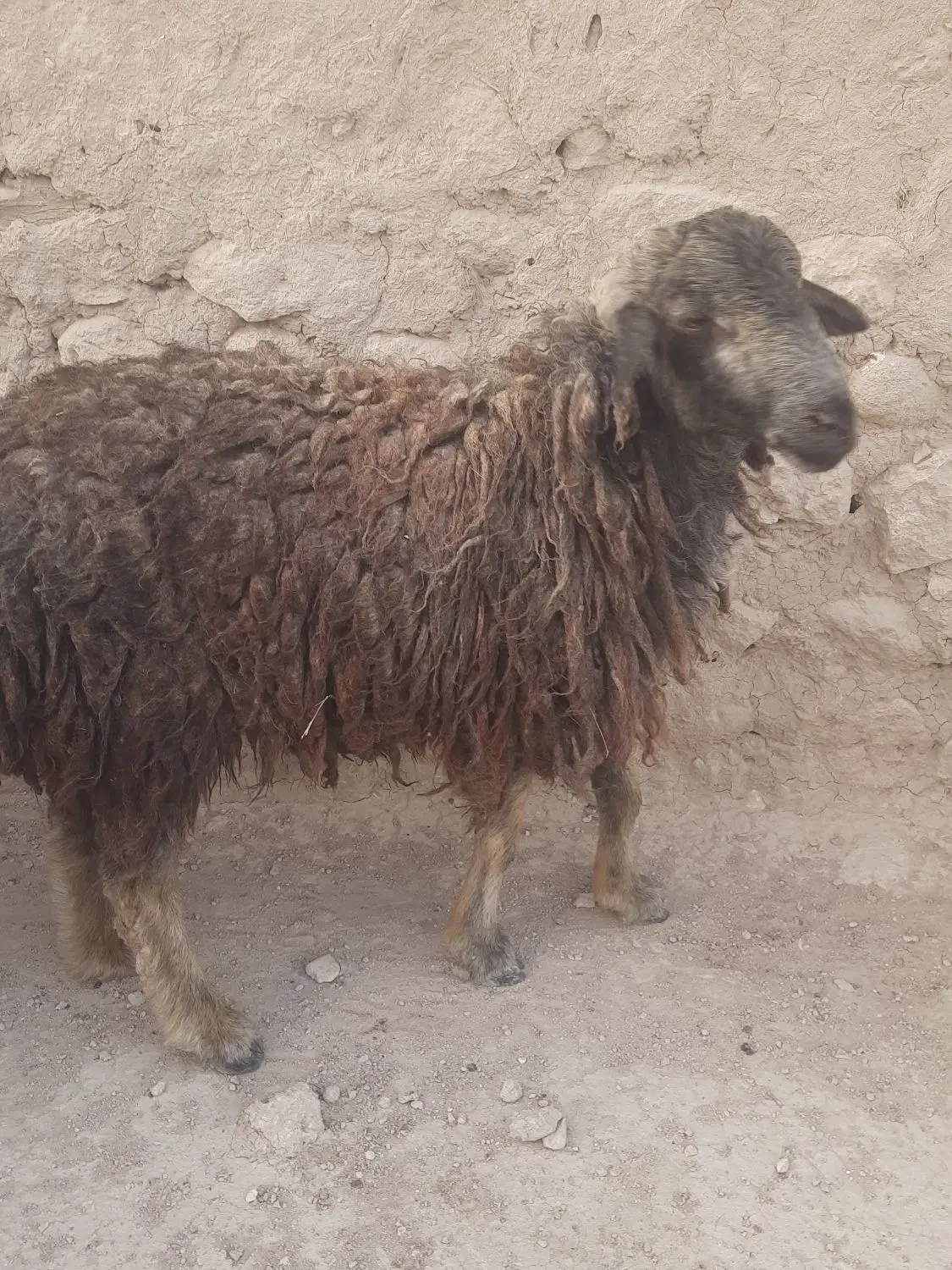 فروش...|حیوانات مزرعه|شیبکوه (هرمزگان), |دیوار