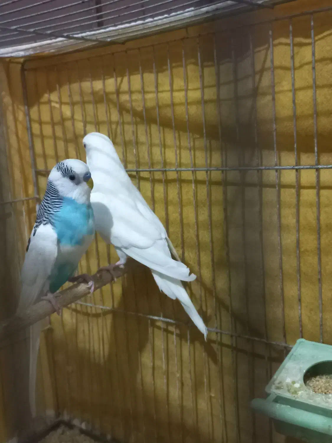 مرغ عشق|پرنده|اصفهان, کوی گلزار|دیوار