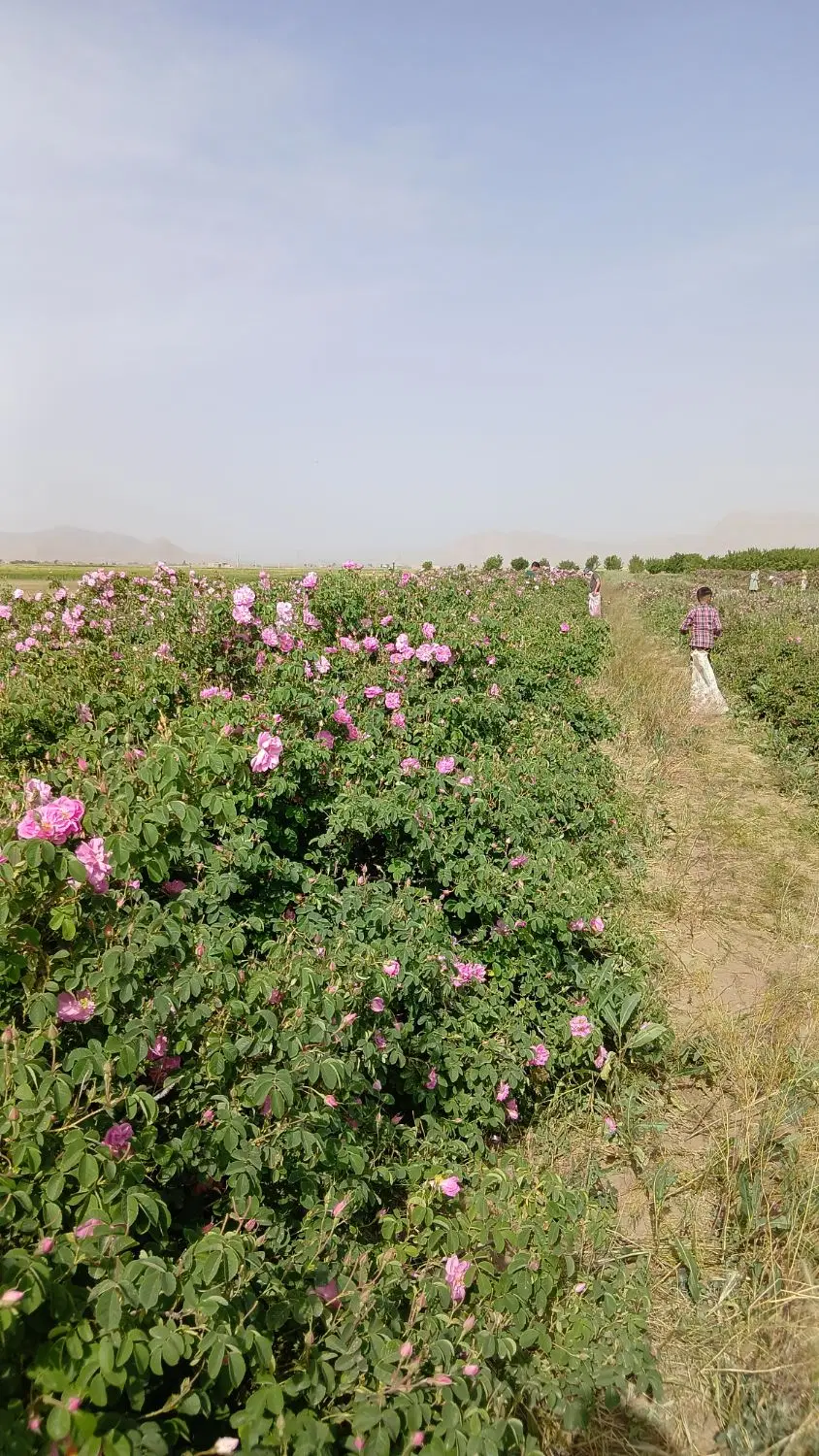 گل محمدی|خدمات باغبانی و درختکاری|شراء, |دیوار