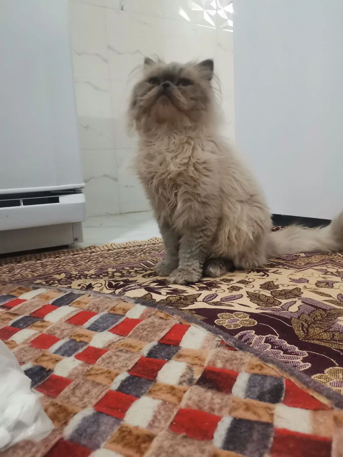 گربه|گربه|تربت‌حیدریه, ترمینال|دیوار