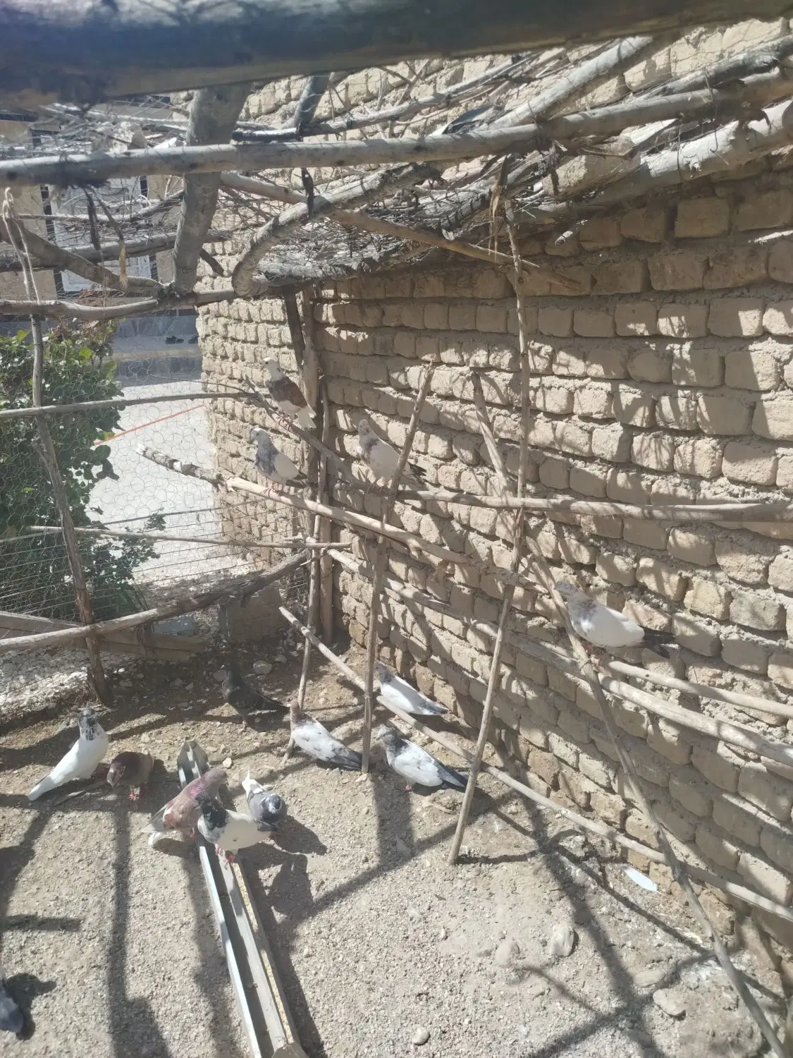 کبوتر|پرنده|خزل, |دیوار