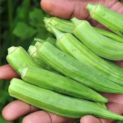 بامیه|خوردنی و آشامیدنی|کهنوج, |دیوار