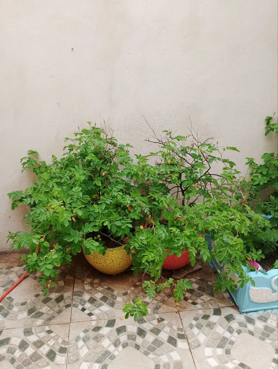 گل محمدی|گل و گیاه طبیعی|اسلام‌‌آباد غرب, |دیوار