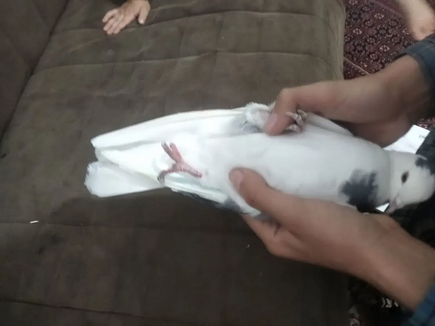 کفتر|پرنده|قم, شهر قائم|دیوار