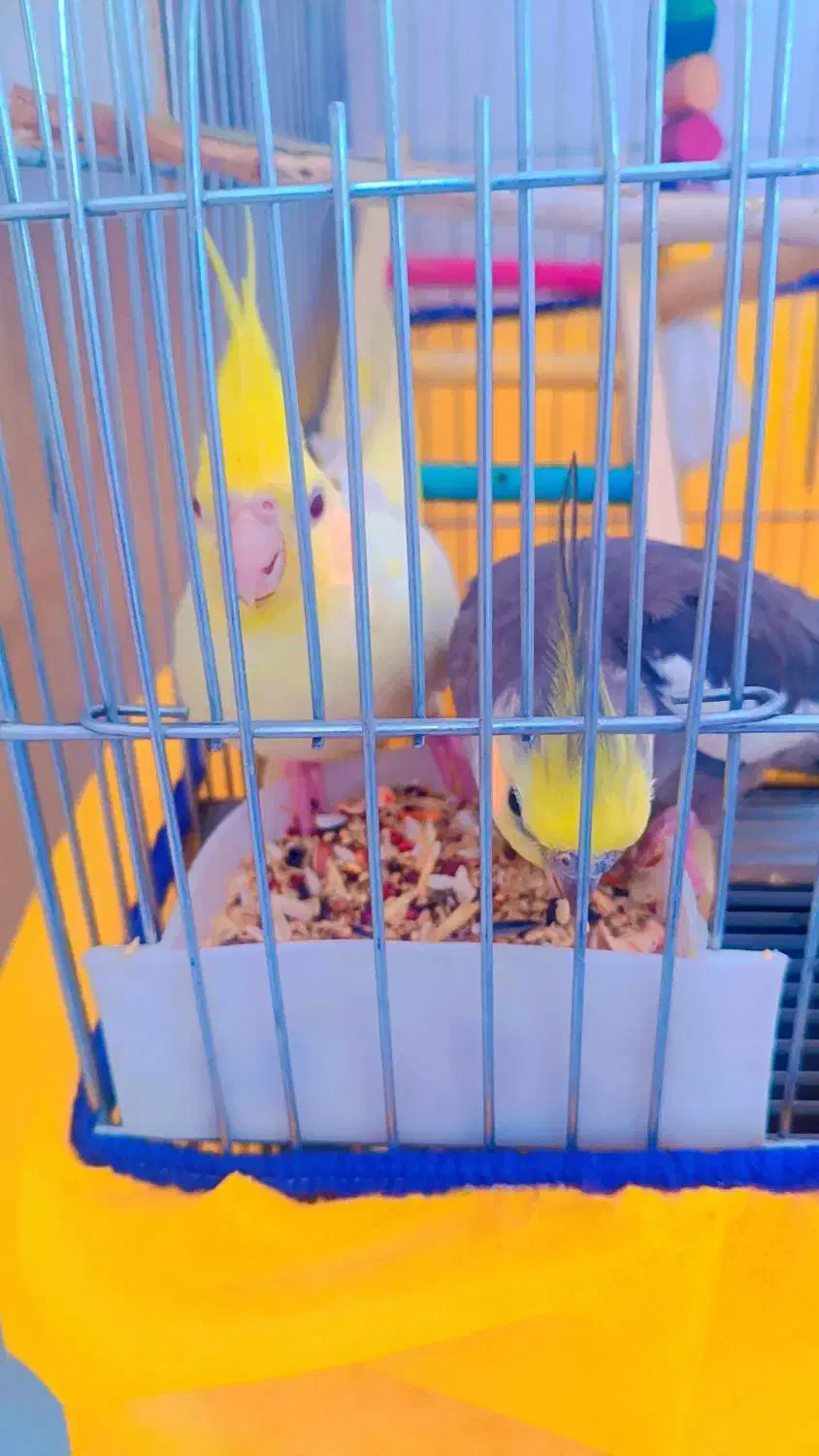 طوطی|پرنده|اسلام‌‌آباد غرب, |دیوار