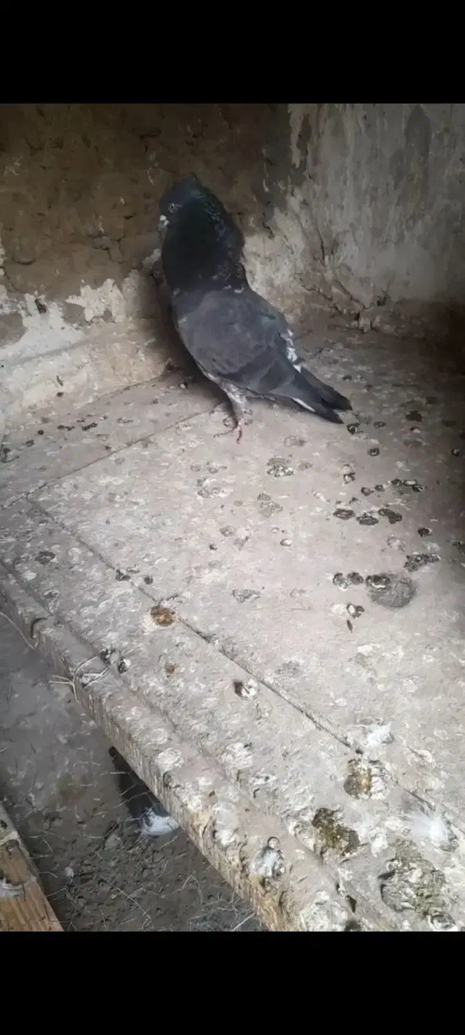 کبوتر‌|پرنده|مشگین شهر, |دیوار