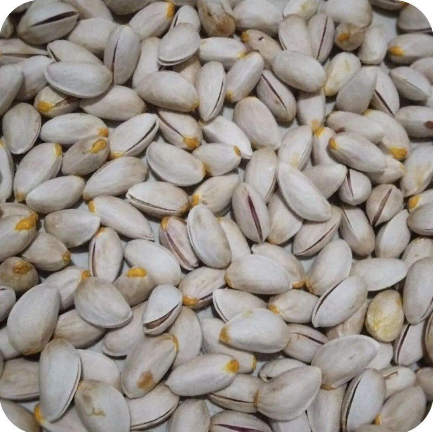 پسته|خوردنی و آشامیدنی|سرخس, |دیوار