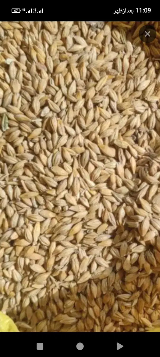 جو‌خارجی‌|لوازم جانبی حیوانات|کوهدشت, |دیوار