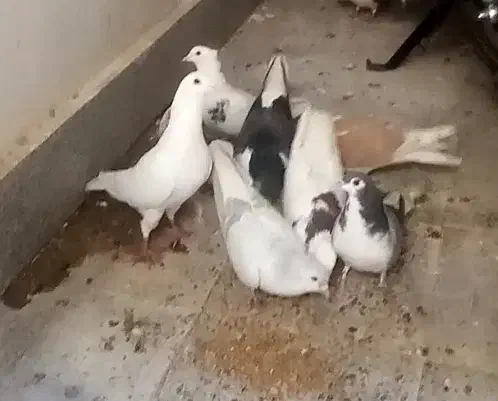 حراج|حراج|زیرکوه, |دیوار