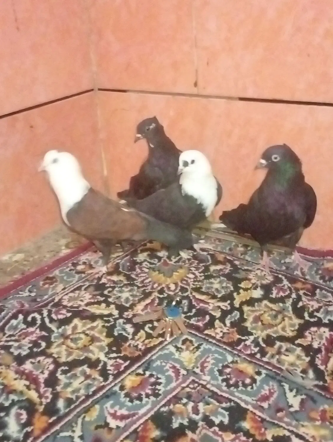 کفتر رنگی|پرنده|بندر ماهشهر, |دیوار