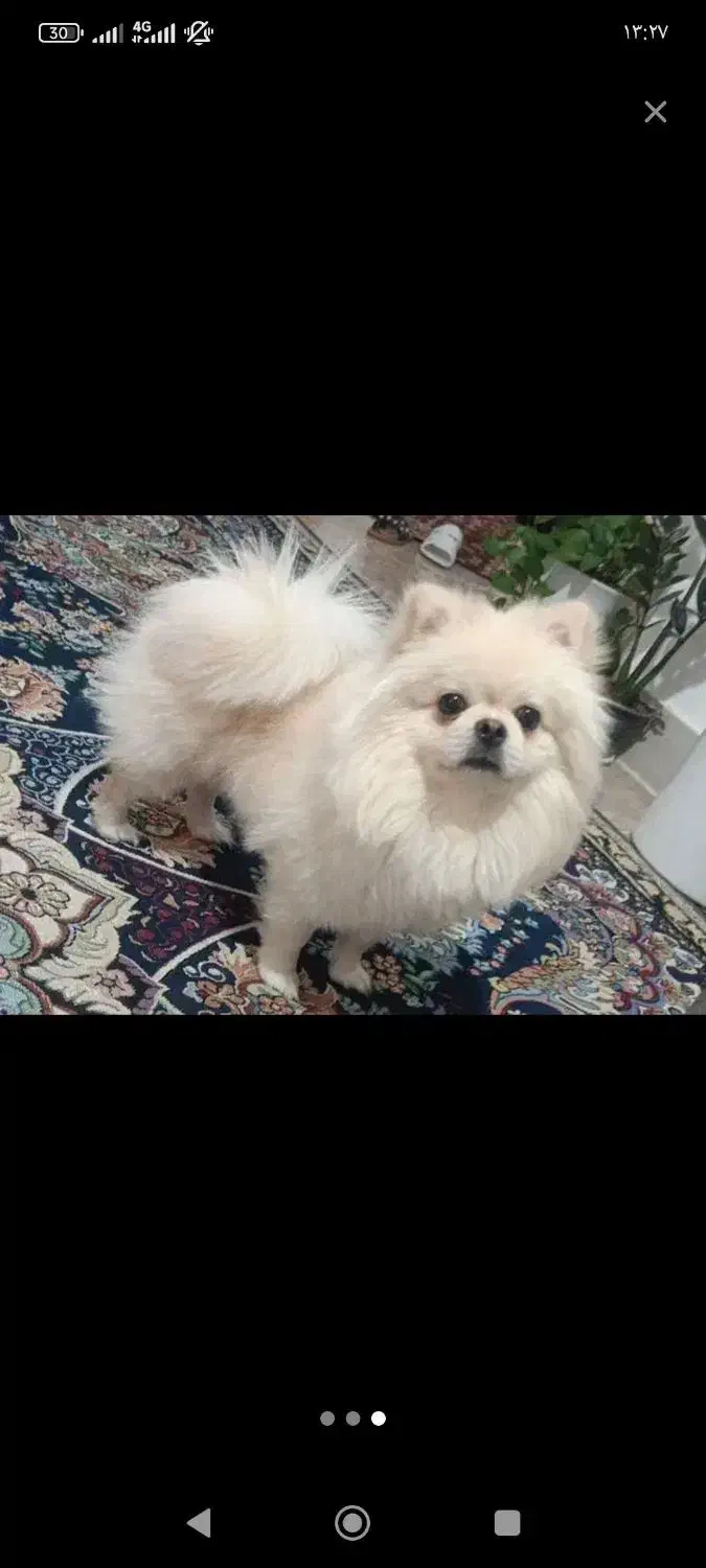 سگ پامر|سگ|یزد, |دیوار