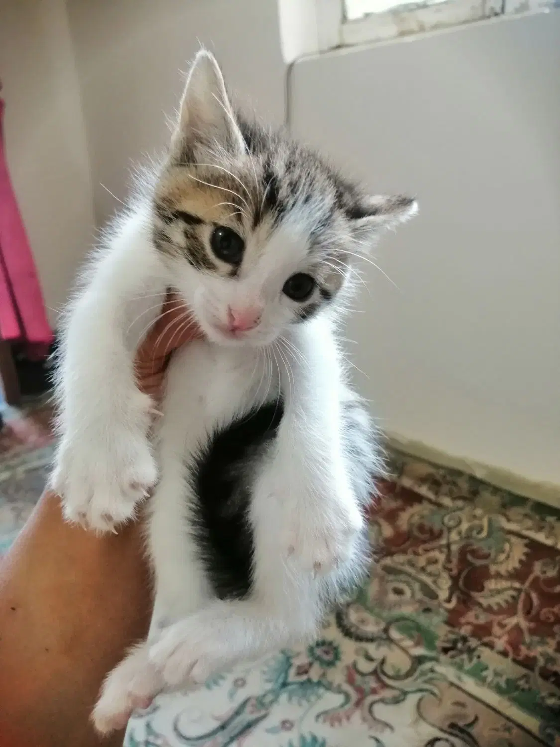 گربه|گربه|سنگر, |دیوار