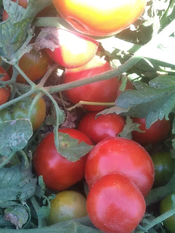 گوجه|خوردنی و آشامیدنی|میاندوآب, |دیوار