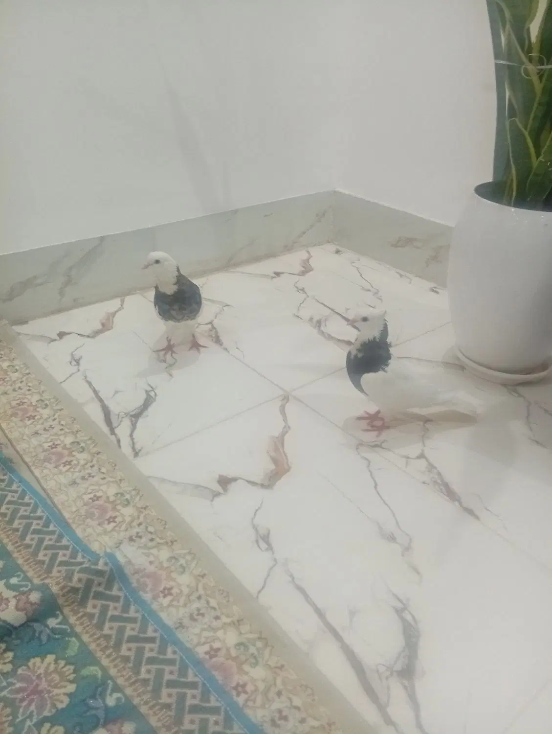 کبوتر|پرنده|نهبندان, |دیوار