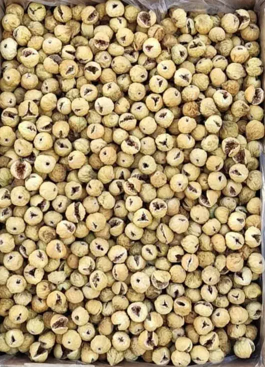 انجیر|خوردنی و آشامیدنی|شیراز, آبیاری|دیوار