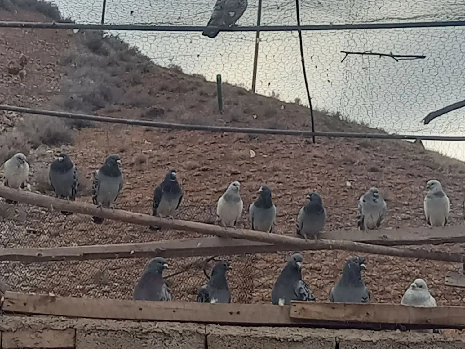 فروشی|پرنده|جلفا, |دیوار