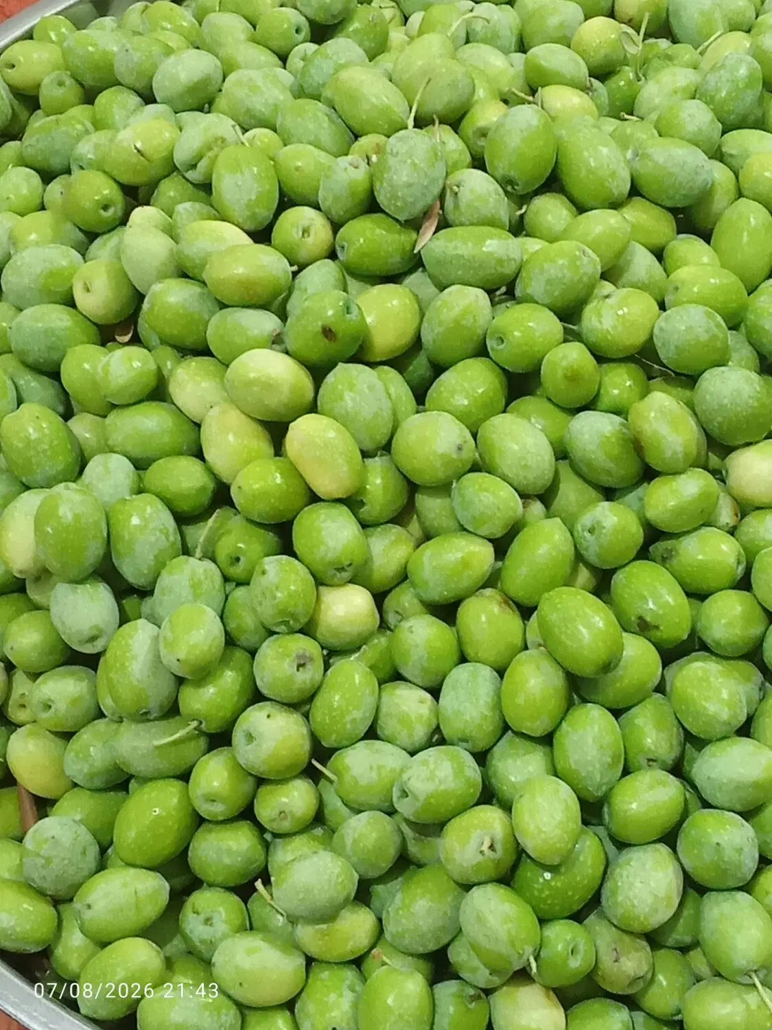 زیتون|خوردنی و آشامیدنی|ایلام, |دیوار