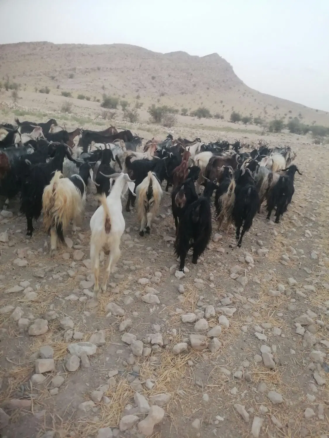 .بز|حیوانات مزرعه|فراشبند, |دیوار