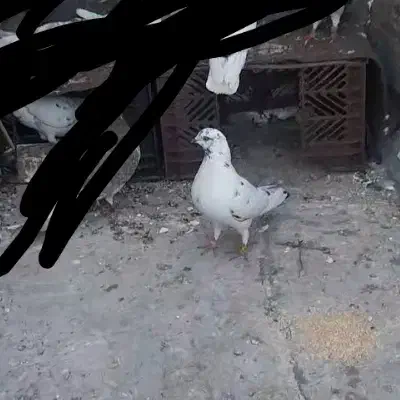 گمشده|حیوانات|ازنا, |دیوار