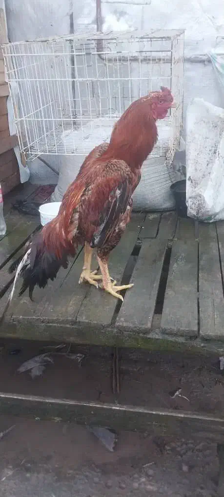 خروس لاری|حیوانات مزرعه|لاهیجان, بازکیاگوراب|دیوار