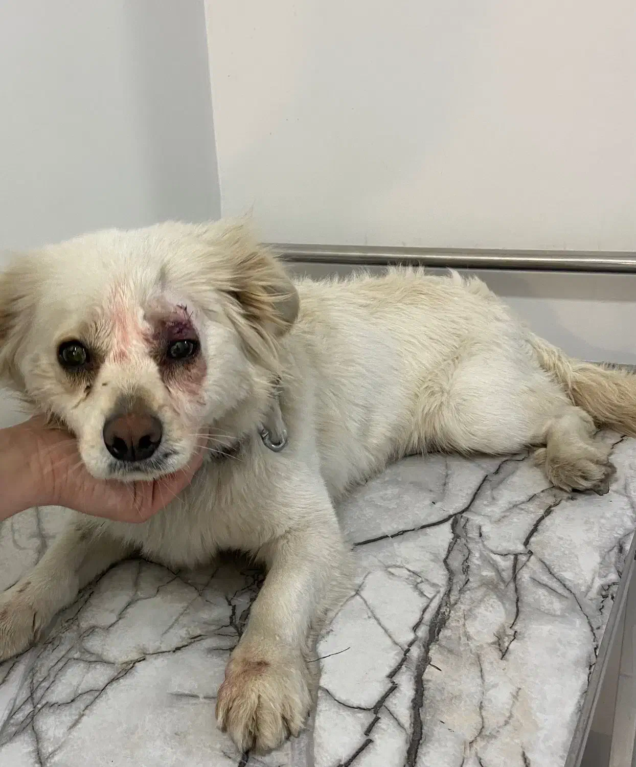 سگ peyda shode|سگ|کرج, گلشهر|دیوار