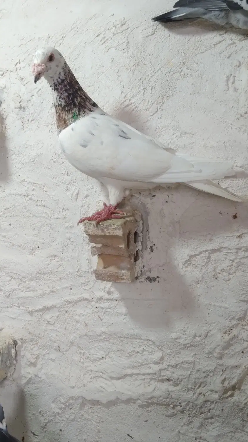 سا ر|پرنده|گنبد کاووس, |دیوار