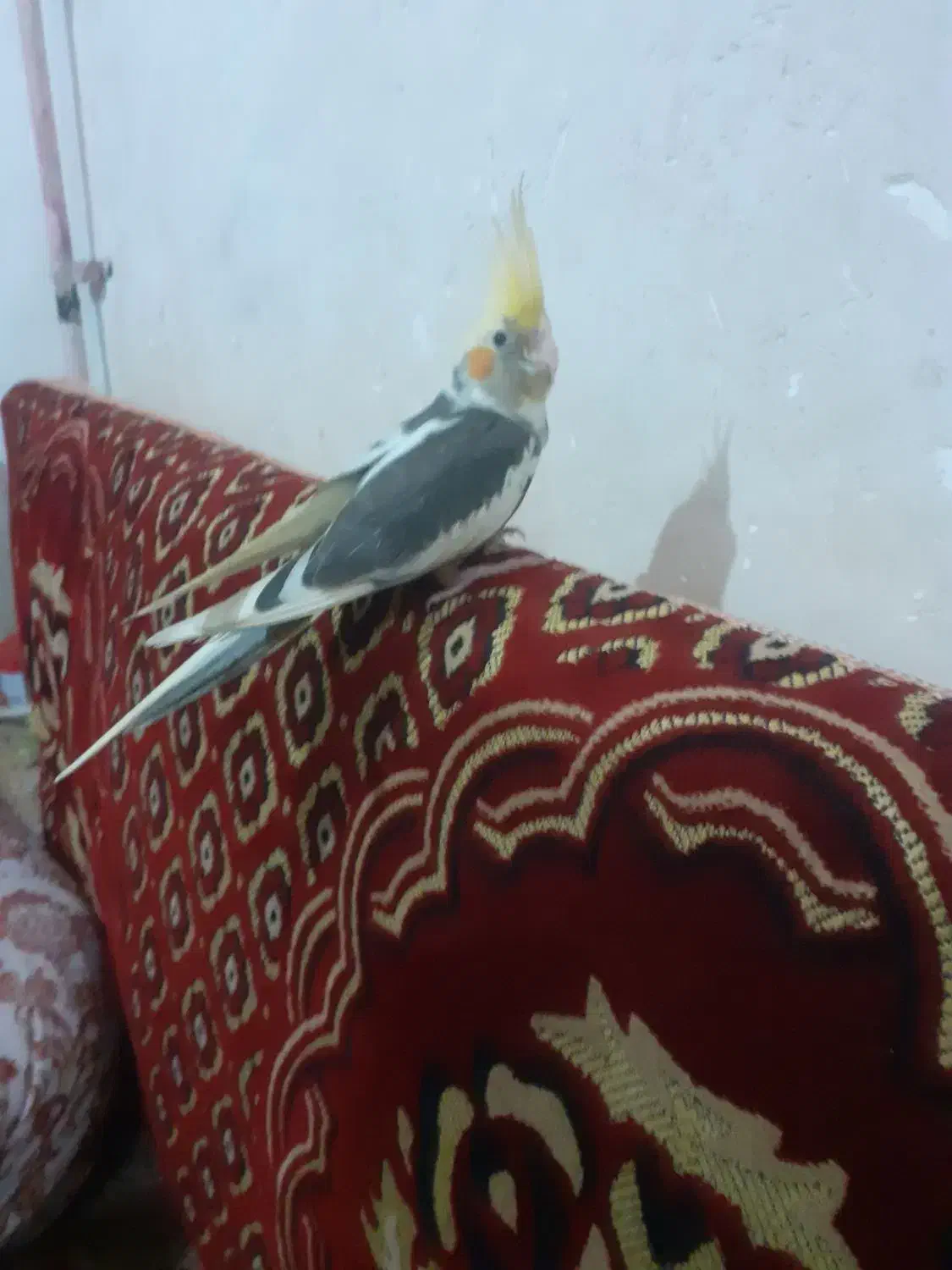 عروس هلندی|پرنده|خان ببین, |دیوار