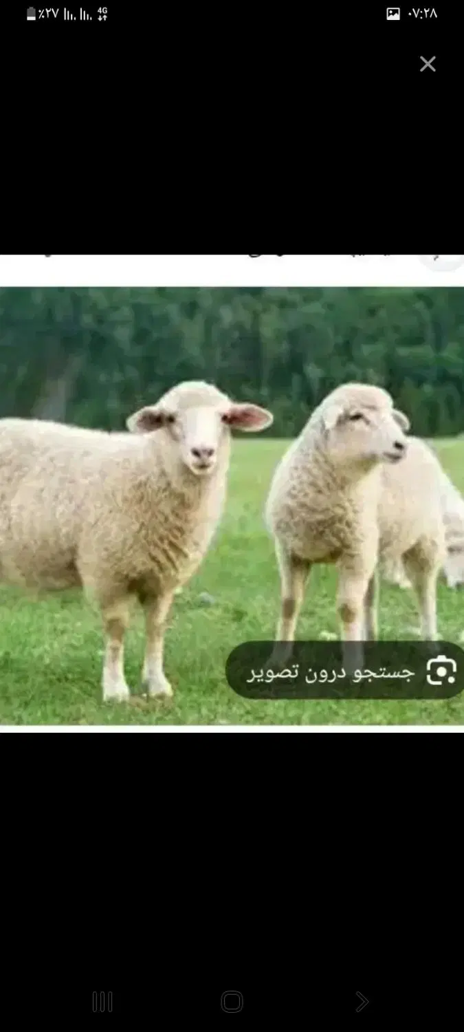 بره|حیوانات مزرعه|جیرفت, |دیوار