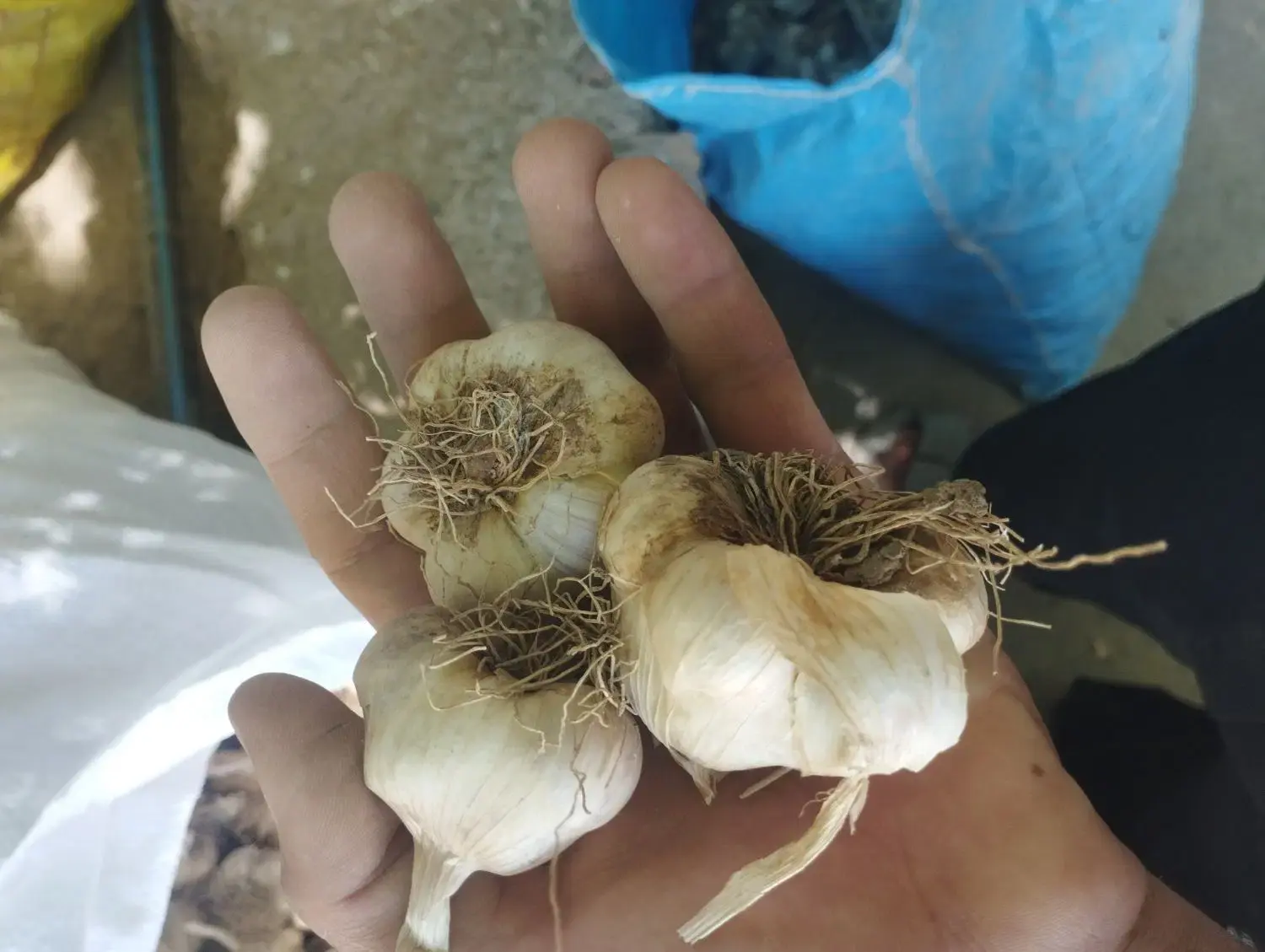 سیر|خوردنی و آشامیدنی|قلقل رود, |دیوار