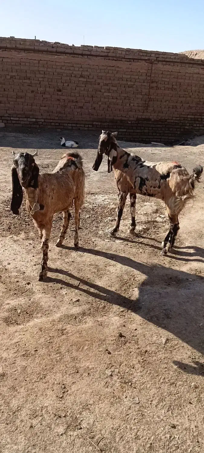 فروش بز|حیوانات مزرعه|سبزوار, قصبه شرقی|دیوار