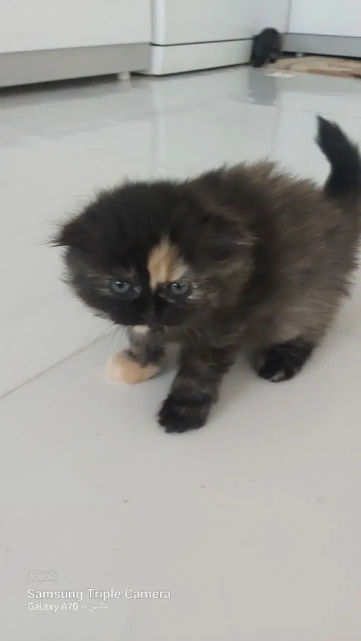 اسکاتیش|گربه|مشهد, شهرک امام هادی (شهرک غرب)|دیوار