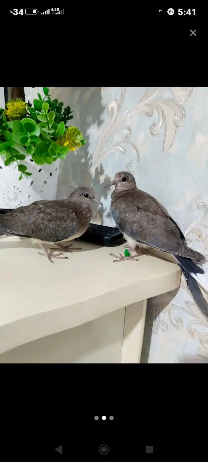 سبزه|گل و گیاه طبیعی|زاهدان, |دیوار