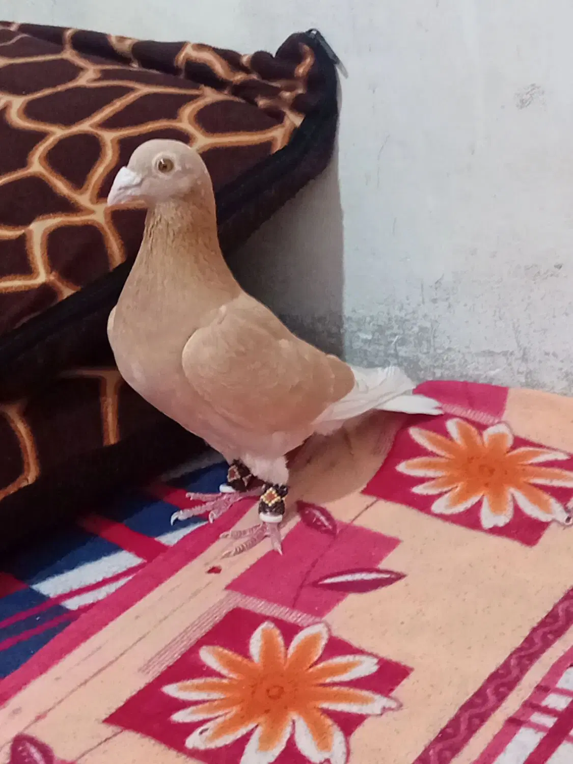 کبوتر|پرنده|اهرم, |دیوار