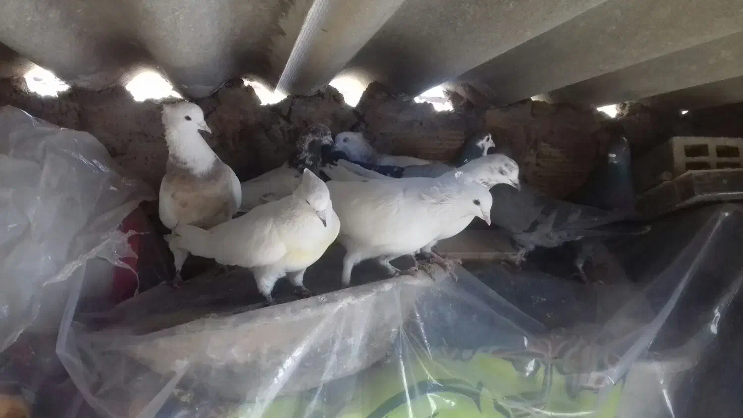 کبوتر|پرنده|اصفهان, ناصرخسرو|دیوار