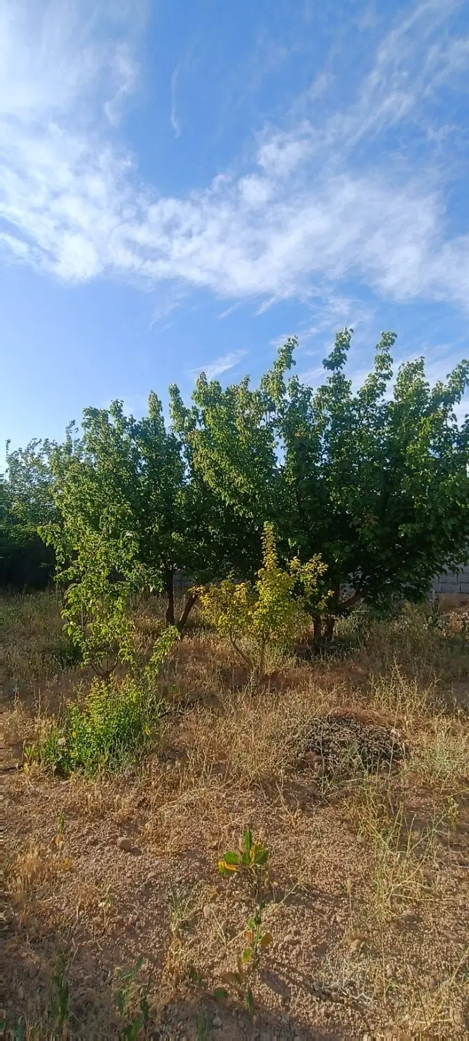 باغ|خدمات باغبانی و درختکاری|مبارکه, |دیوار