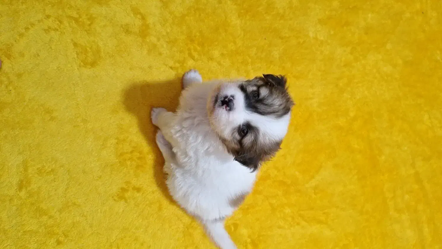 سگ شیتزو|سگ|قم, باغ اشرافی|دیوار