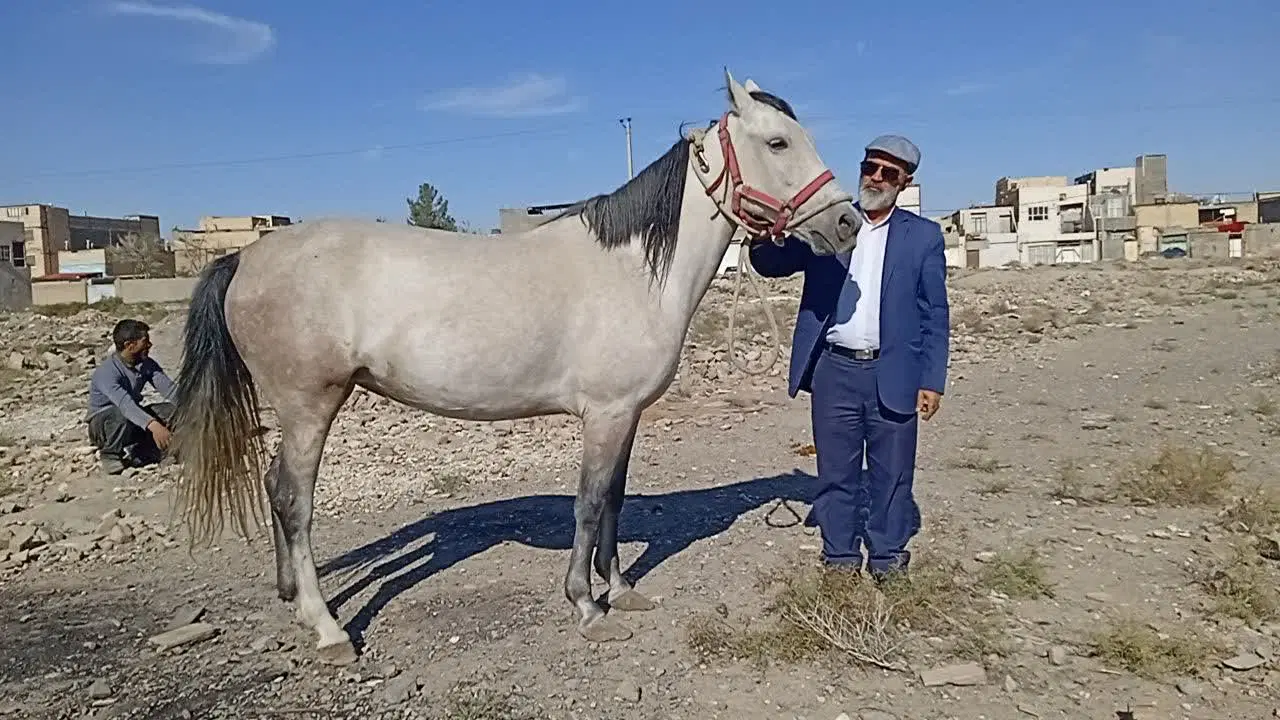 فروش|اسب و تجهیزات اسب‌سواری|مشهد, تربیت (صدف)|دیوار