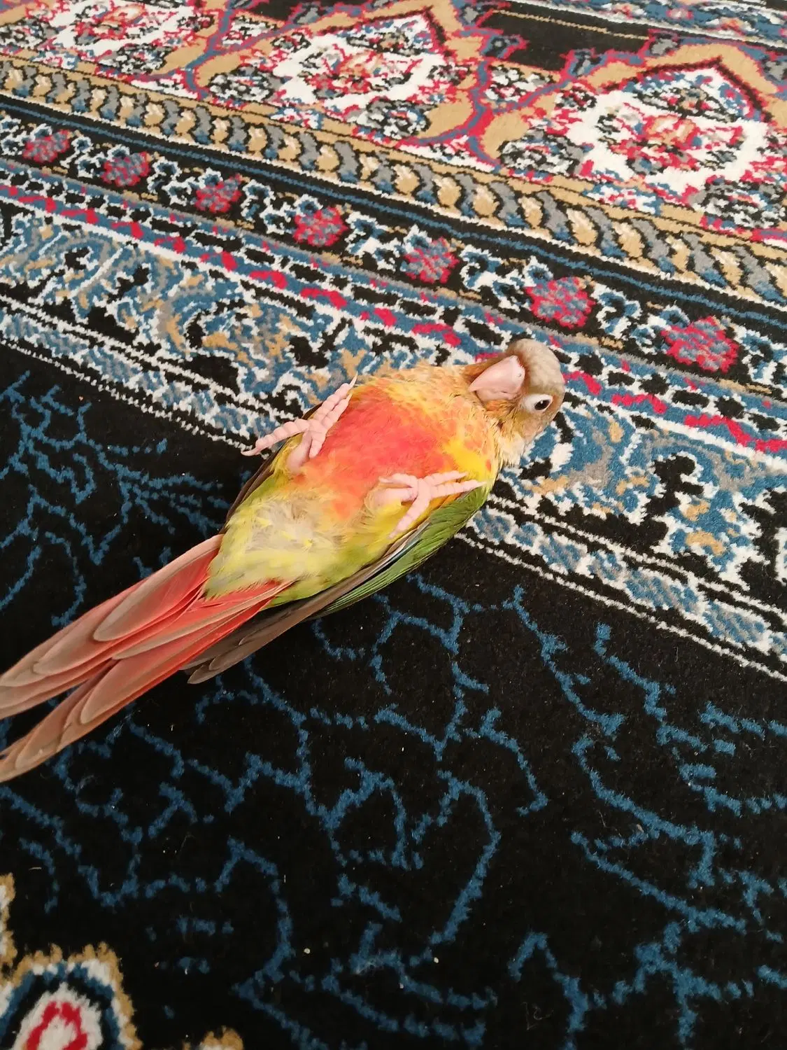 گرنجیک|پرنده|مشهد, کوی دروی|دیوار