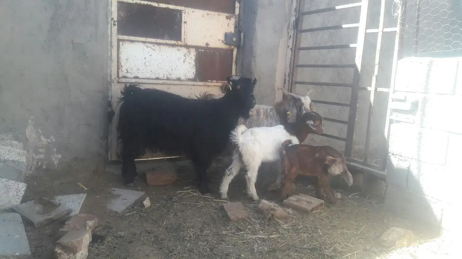 ۲راس بز جوان زاییده شیرا بزغاله درشت|حیوانات مزرعه|بیرجند, |دیوار