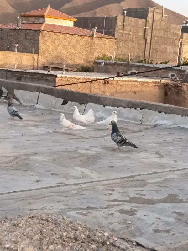 کفتر|پرنده|صفی آباد, |دیوار