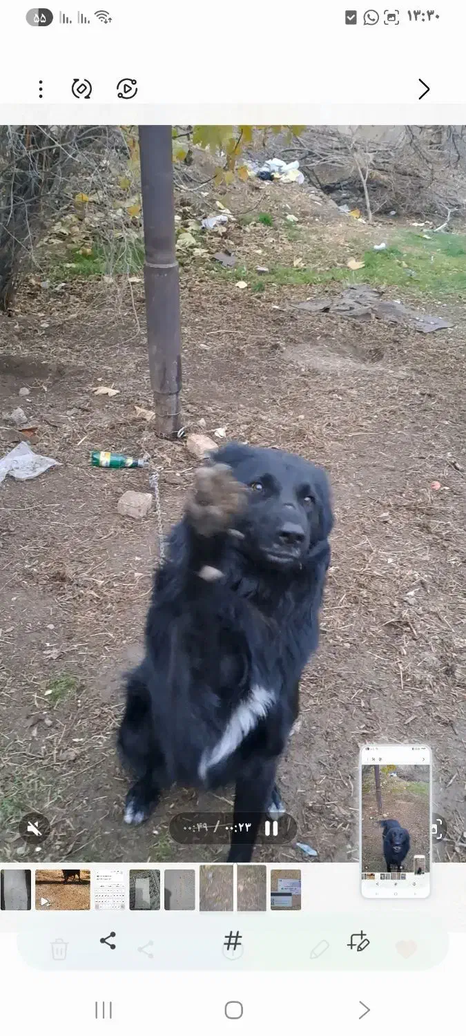 سگ گمشده|حیوانات|خرمآباد, |دیوار