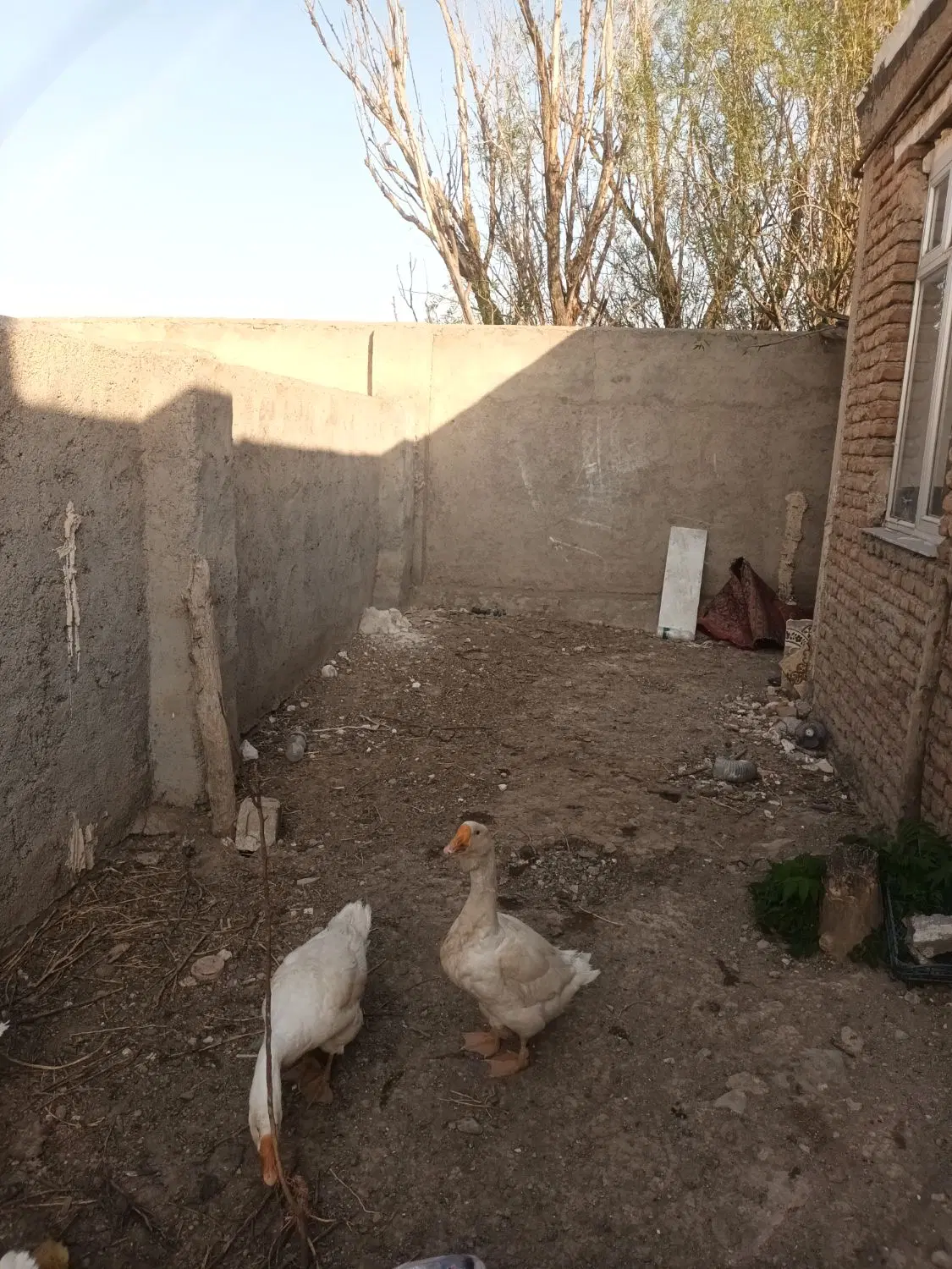 غاز|حیوانات مزرعه|اردبیل, |دیوار