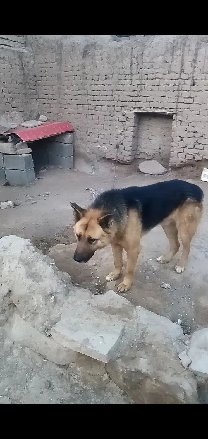 سگ ژرمن|سگ|فریمان, |دیوار