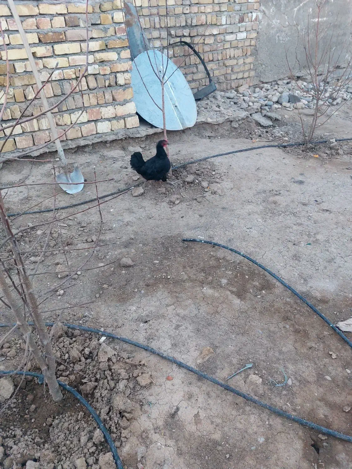 مرغ پا پر|حیوانات مزرعه|اسفرورین, |دیوار