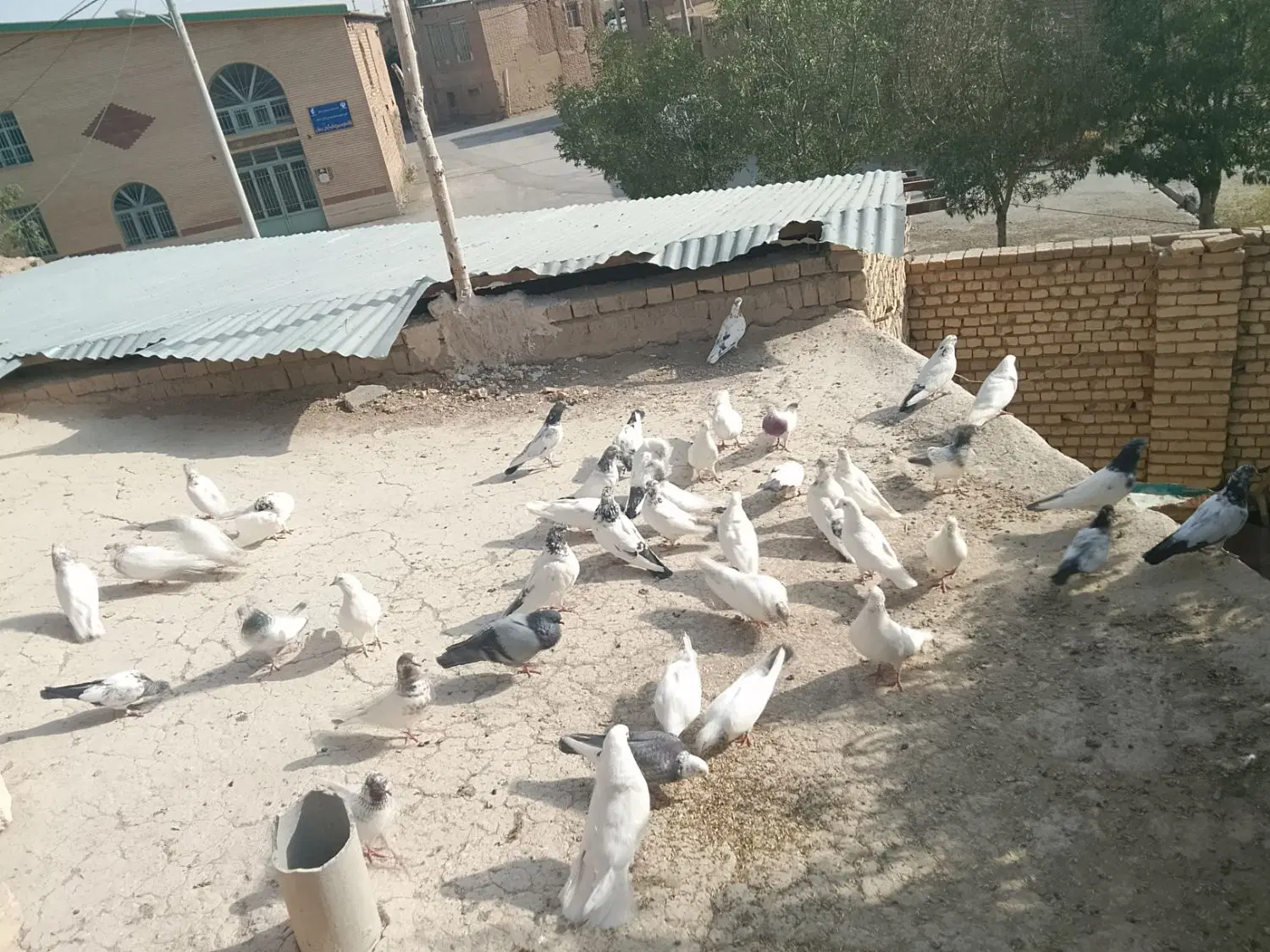 پرنده|پرنده|فرمهین, |دیوار