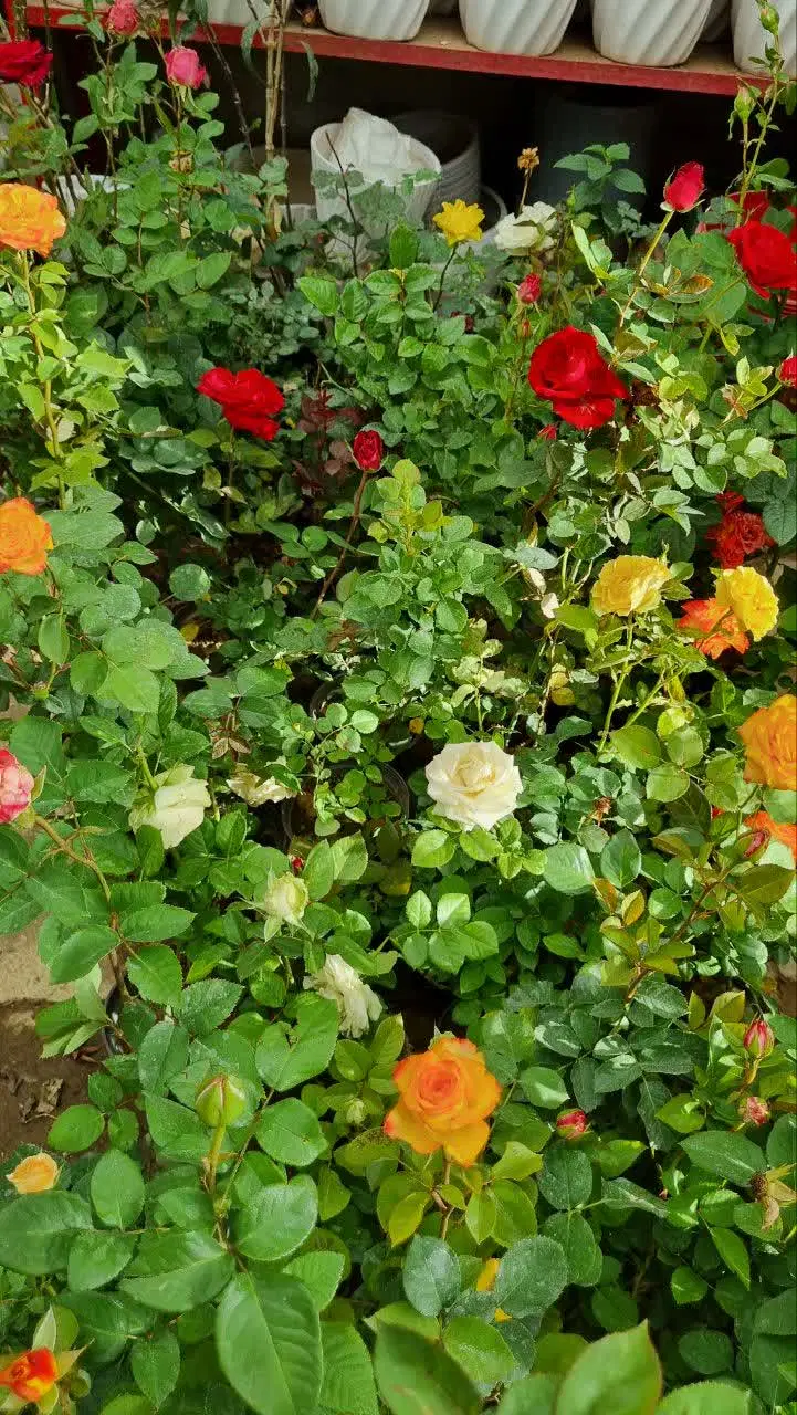 حراج گل|گل و گیاه طبیعی|بهار, |دیوار
