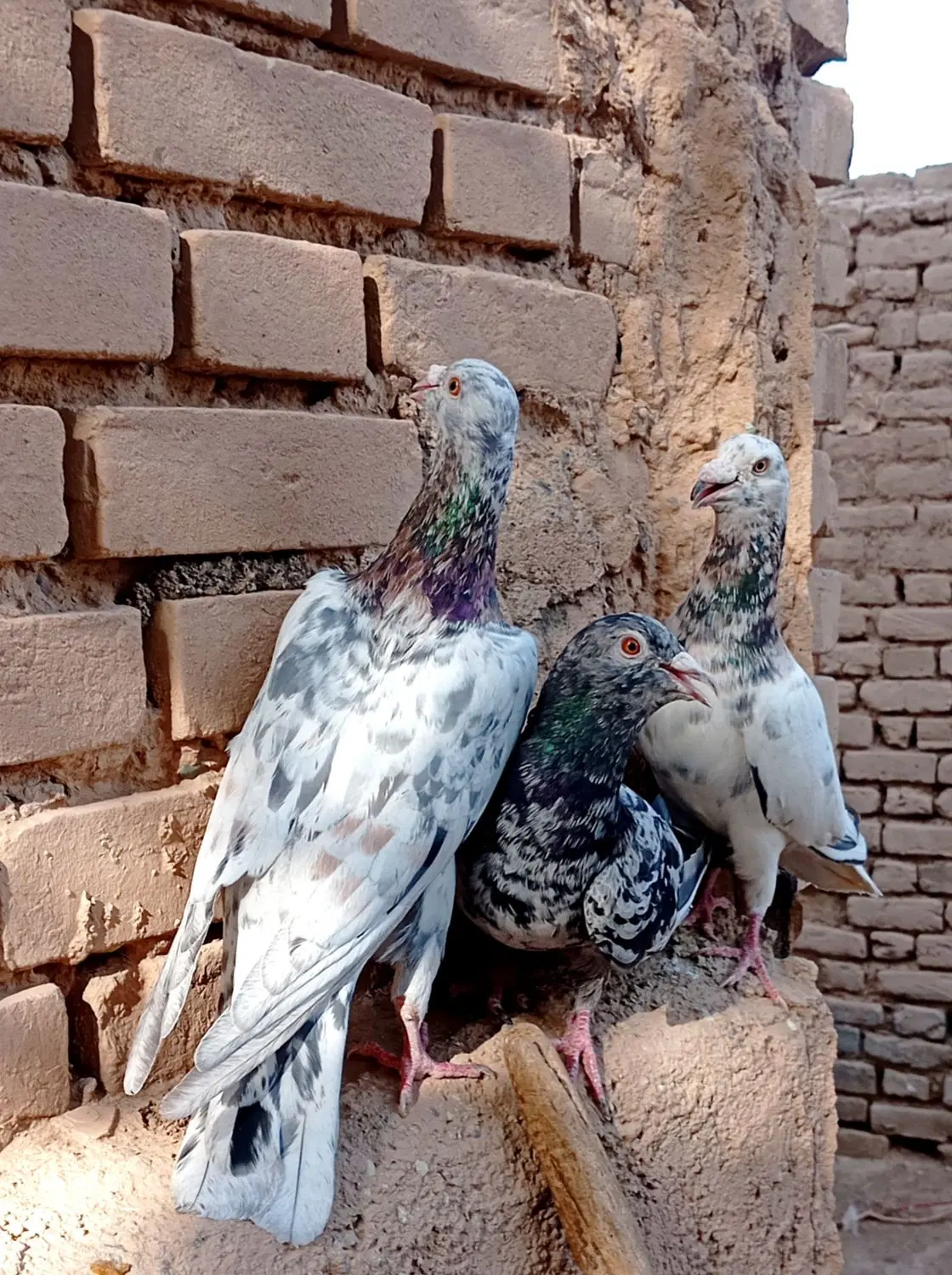 کبوتر|پرنده|قزوین, |دیوار