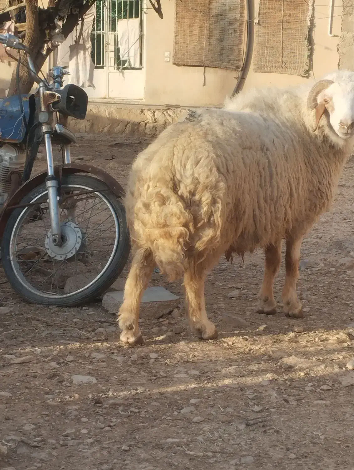 قوچ|حراج|مهران (ایلام), |دیوار