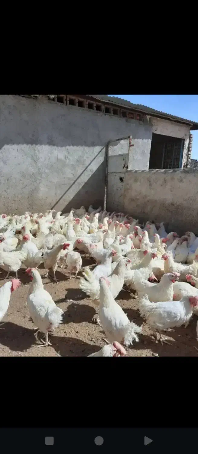 مرغ اسپید|حیوانات مزرعه|اهواز, حصیرآباد|دیوار